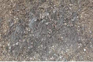 Photo Texture of Grass Dead 0003